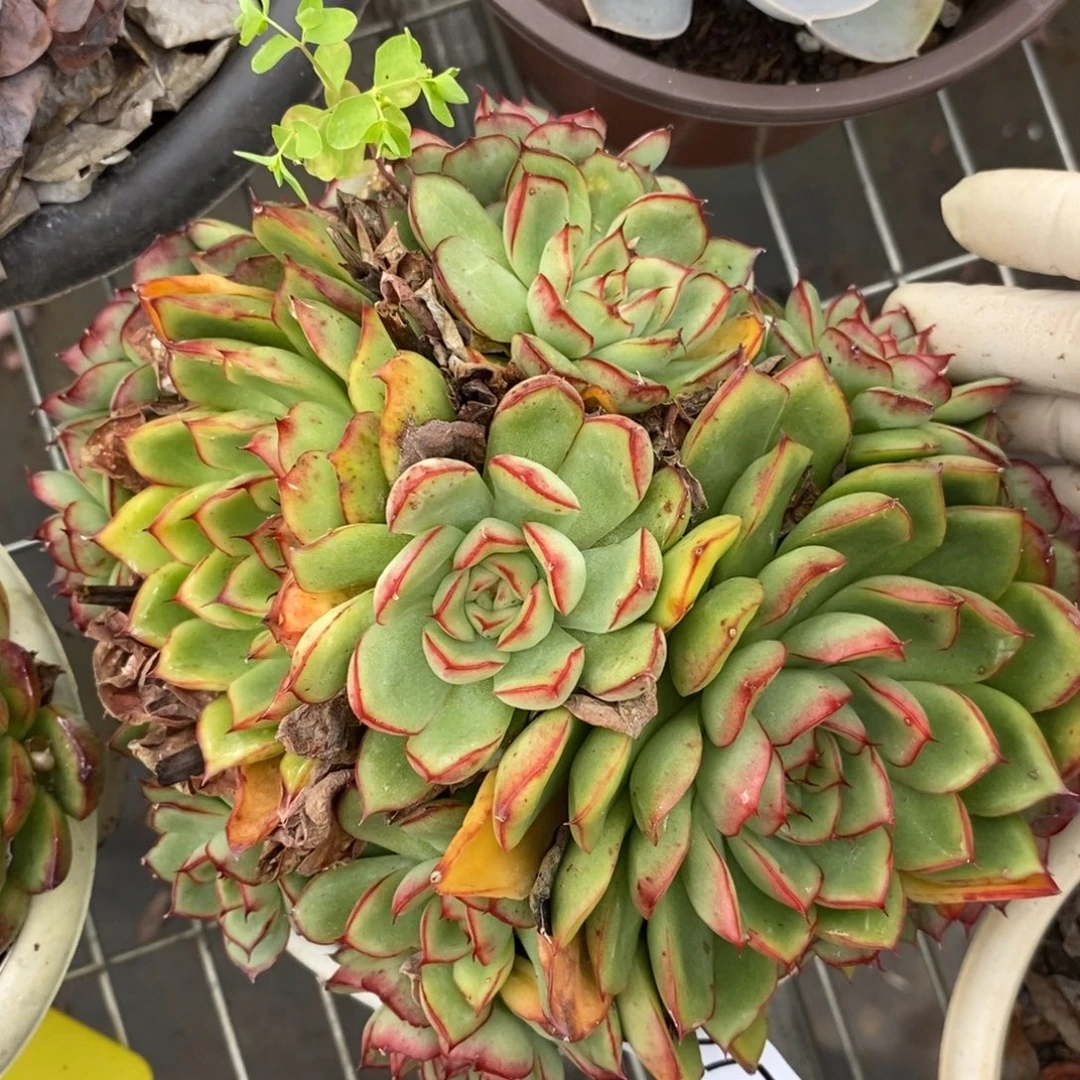 2772萤火虫一物一拍