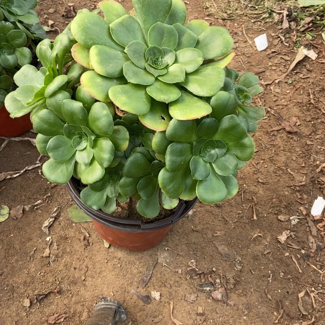 无花朵20号链接八尺镜法师