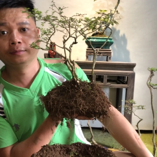 无花朵盆景盆栽植物（不包成活率）