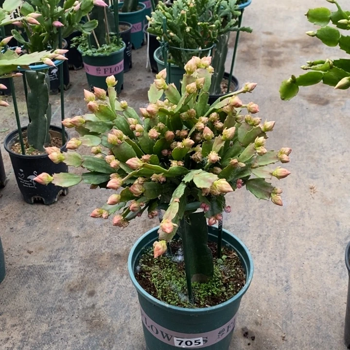 大部分花苞少量开放黑**长705嫁接028