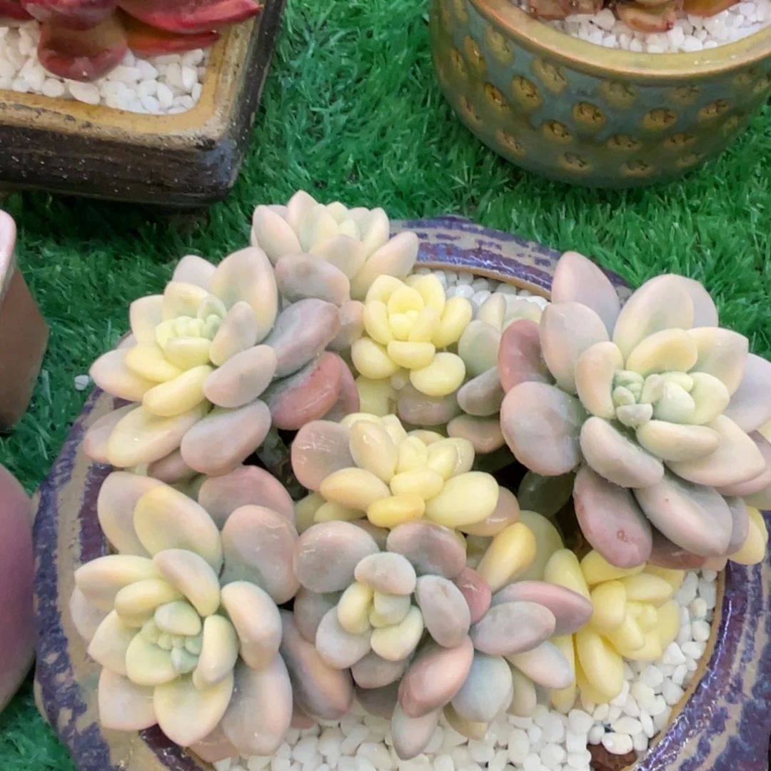 多肉植物盆栽多肉