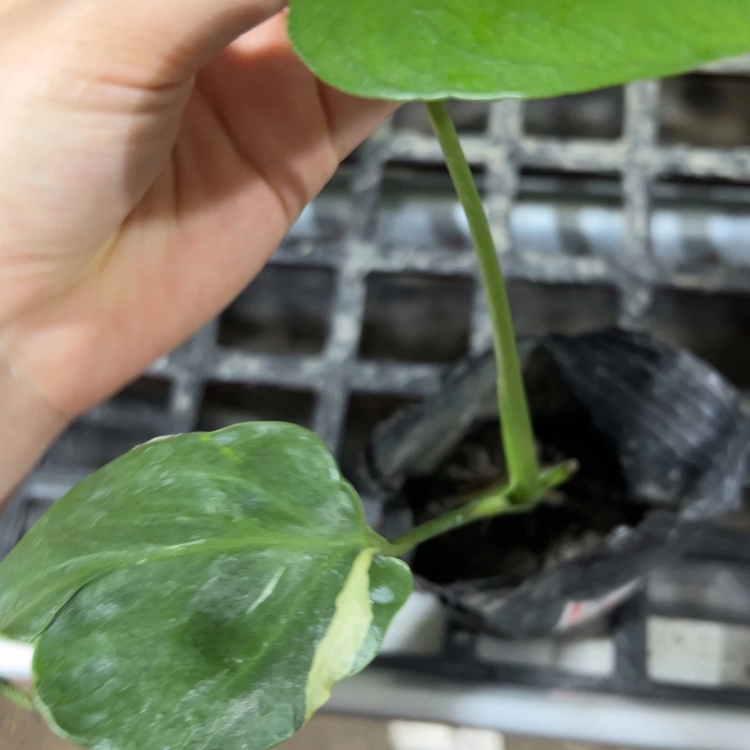 完全开放短龟盲盒