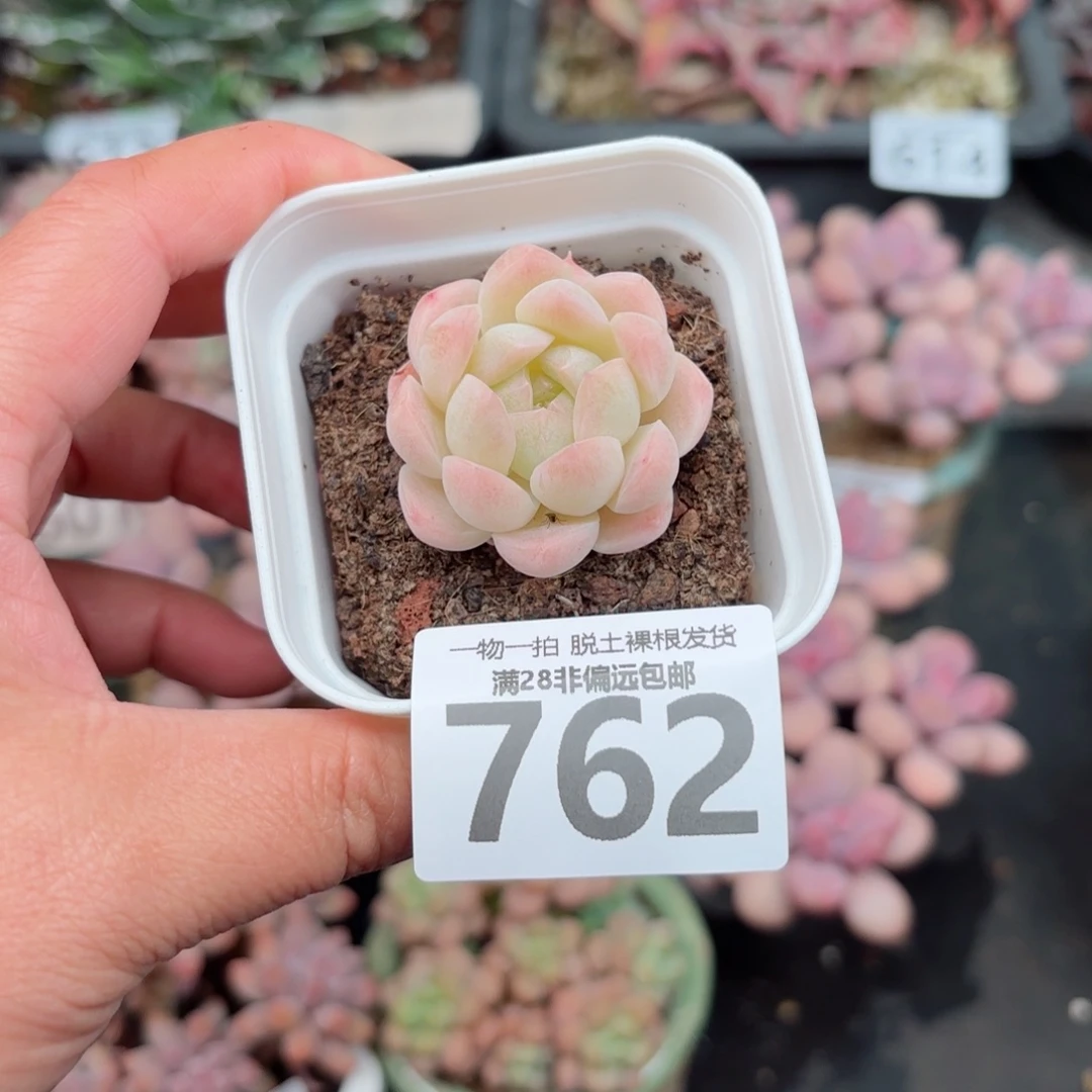 白桃多肉无盆土发货