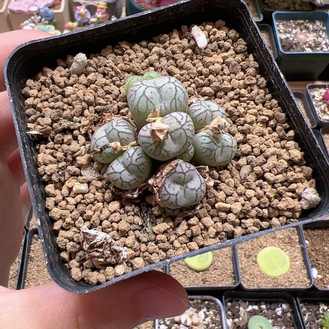 【闪购商品】228 猴脸