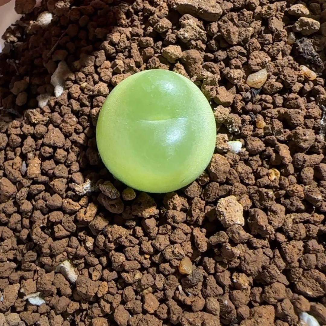 肉锥多肉植物组合-sh1200拉登329