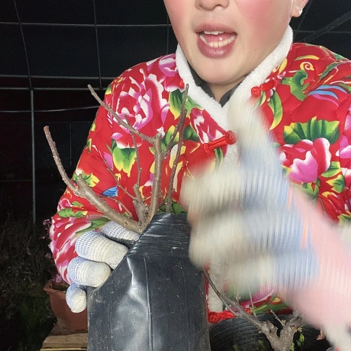 梦绘卷海棠花盆栽