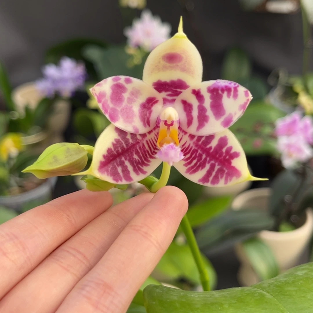 完全开放2.5寸710开花株