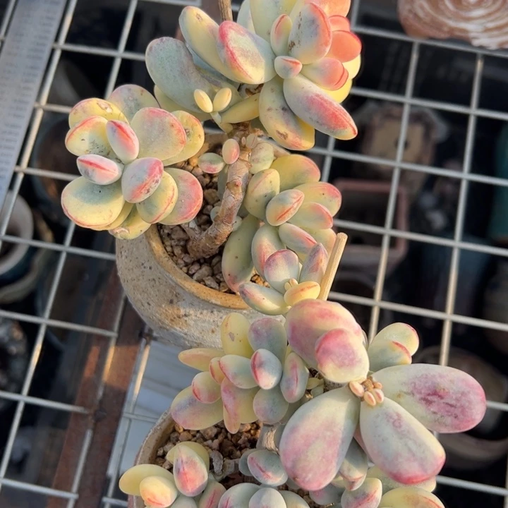 无花朵619号福娘锦无砍