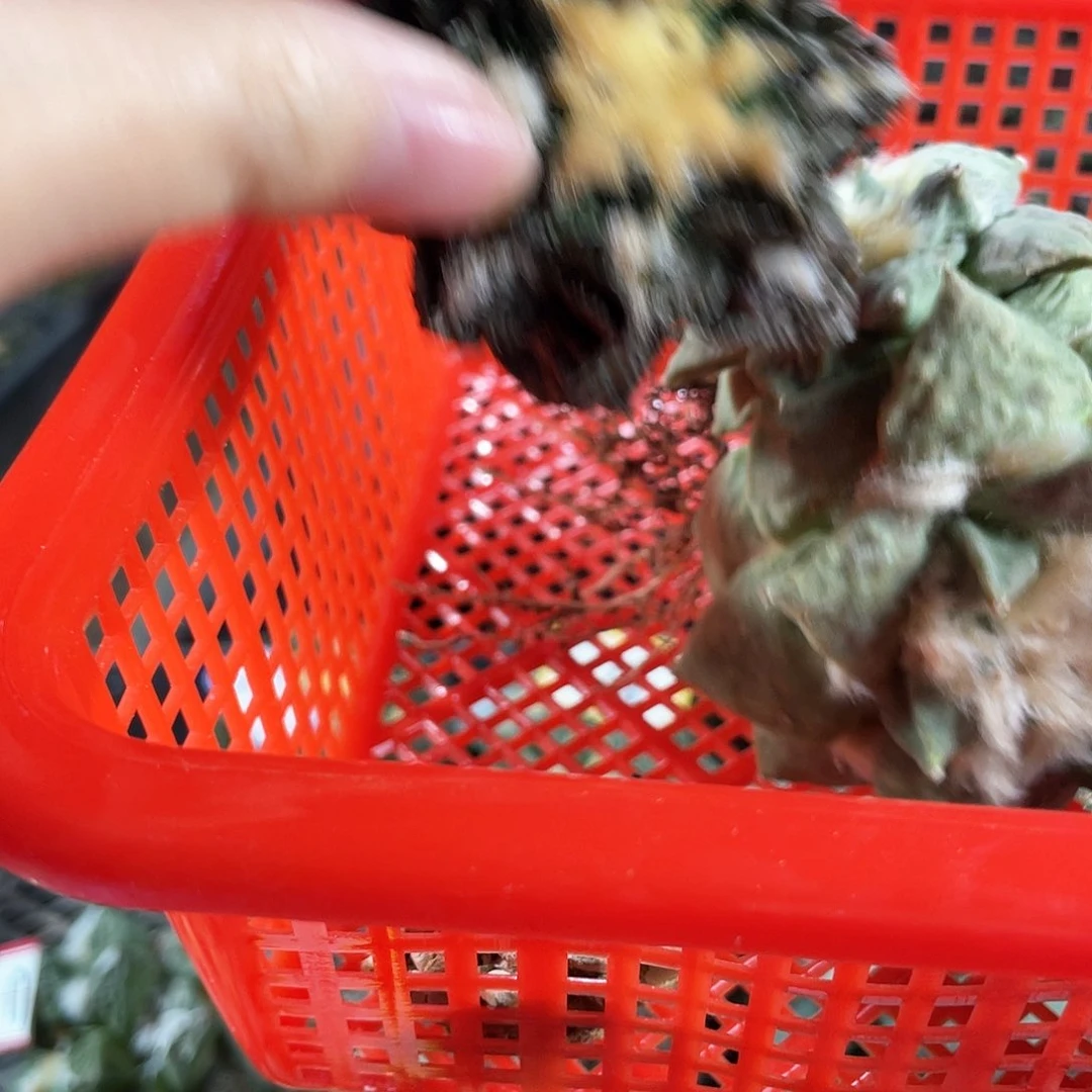 25号筐拍酸菜牡丹无根1筐