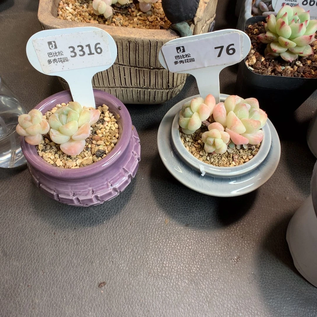 知**.3316-76冰玉两个多肉植物
