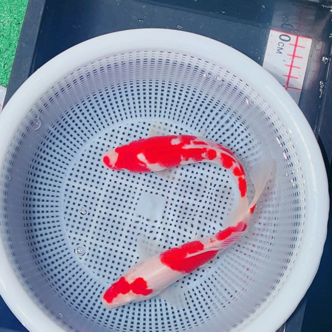 锦鲤锦鲤观赏鱼1111