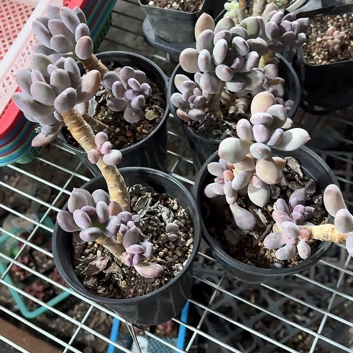 熙*v b b b b b 515