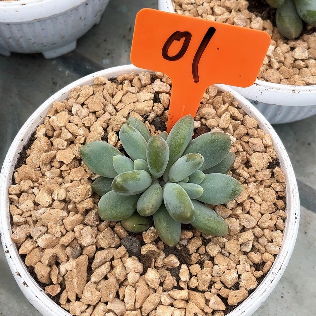 胖体哥特双头01号码牌子的