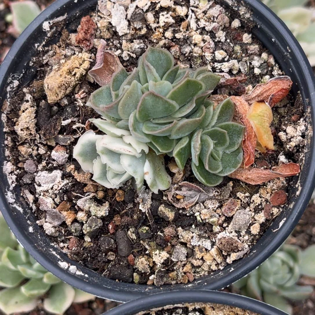 请***字尚品特价紫蝴蝶锦底座