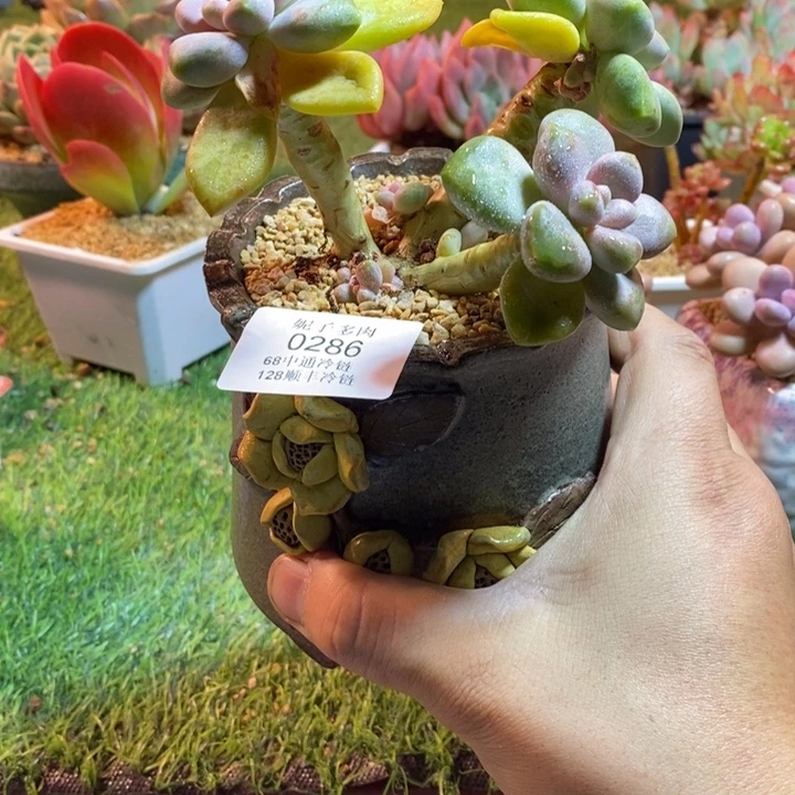 0286啊啊啊啊啊啊啊啊啊啊啊