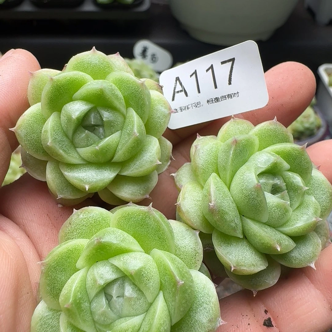 一物一拍一物一拍817-117