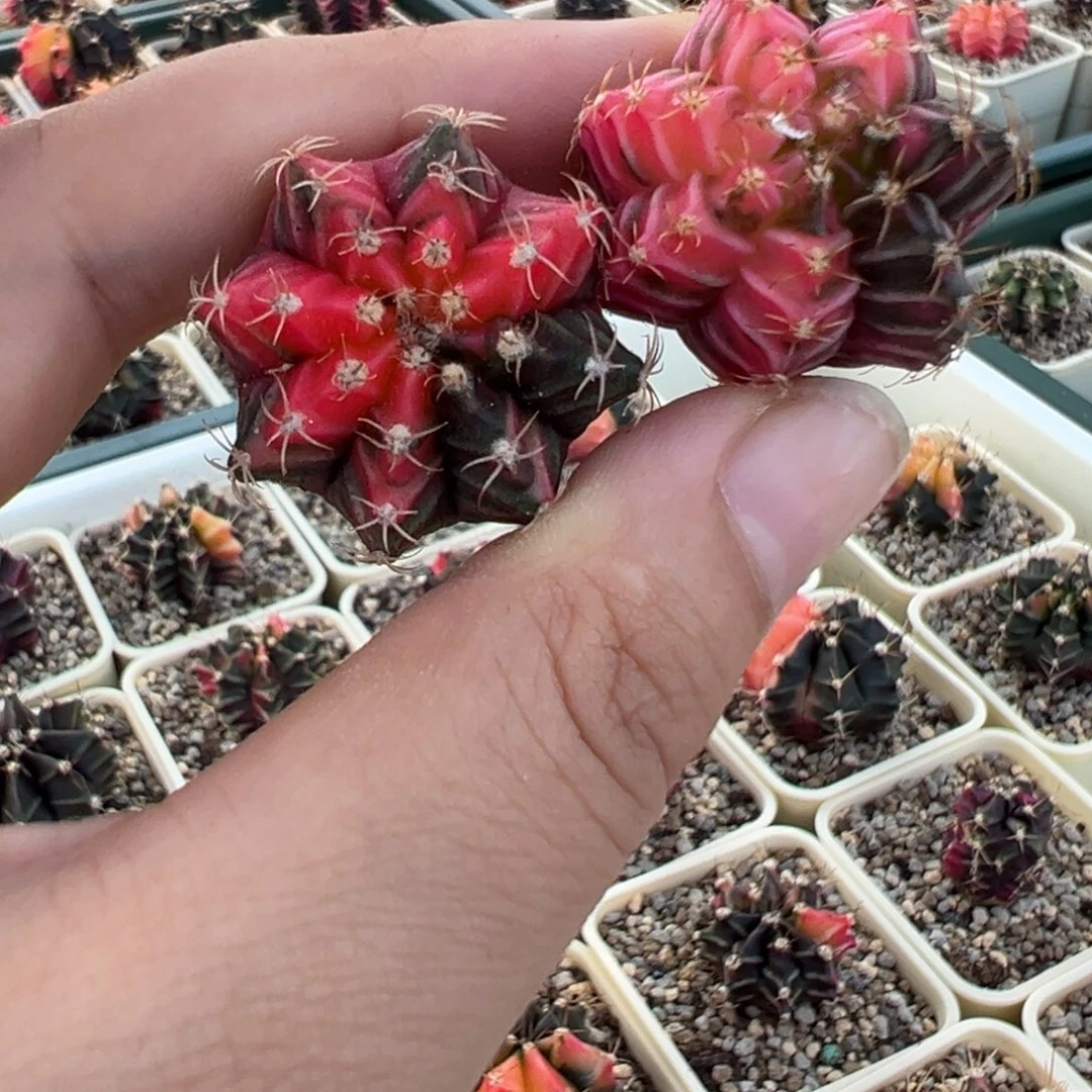 295 好看的米哈冲冲冲