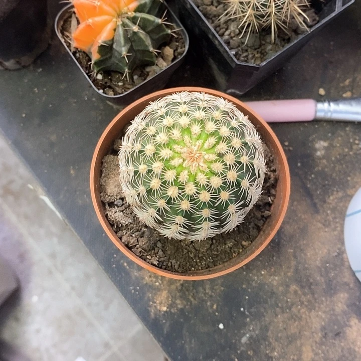 想***里一物一拍一棵仙人球