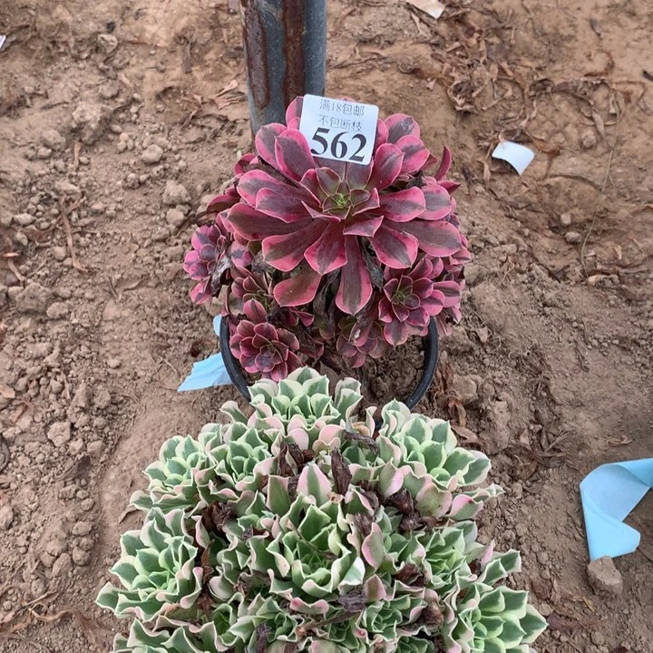 562白凤➕美杜莎4