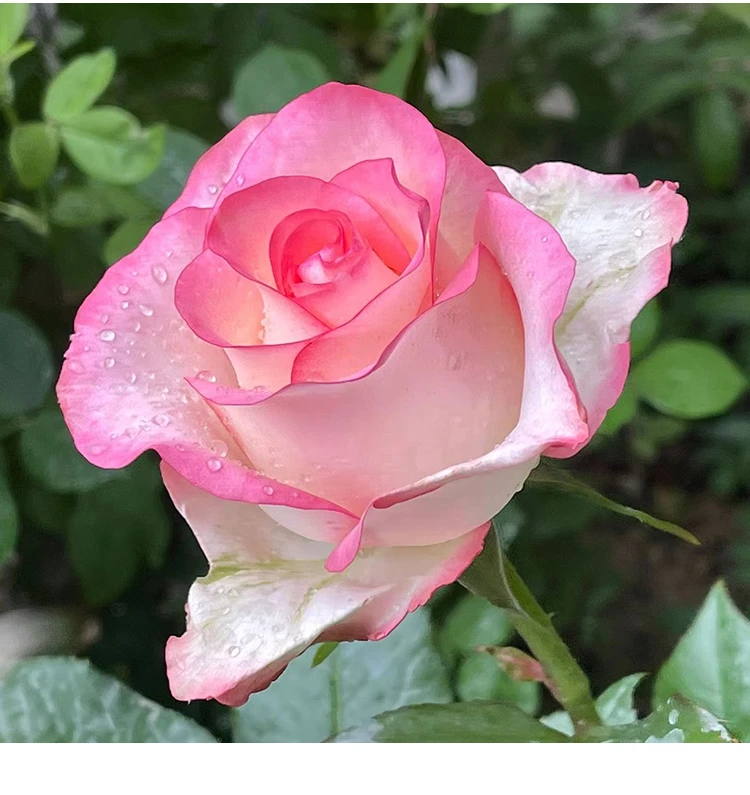 大花浓香艾莎玫瑰切花月季苗四季勤花阳台庭院盆栽花卉