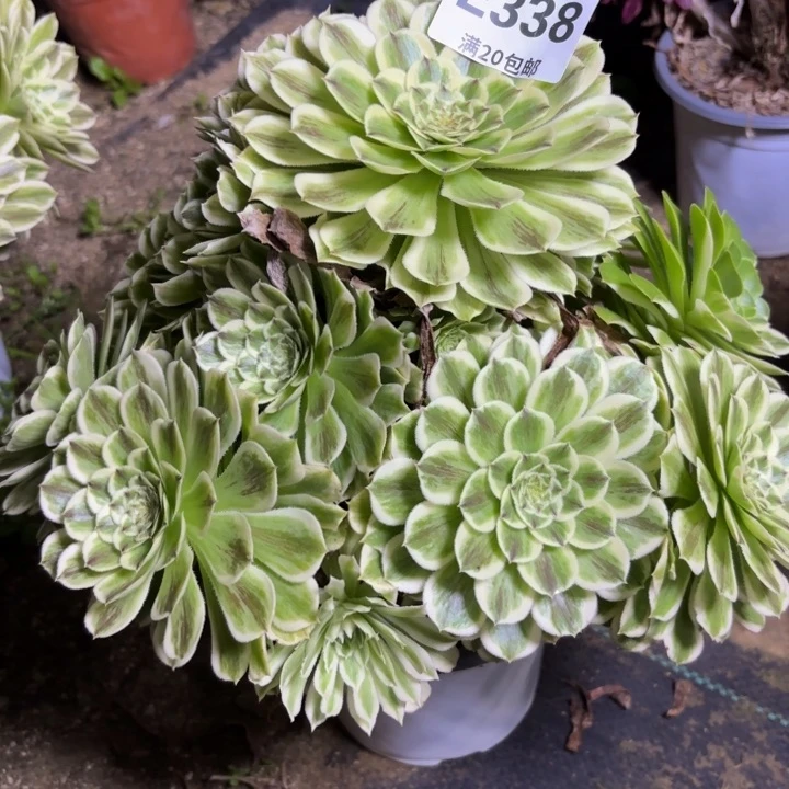 瑞妈一物一拍338