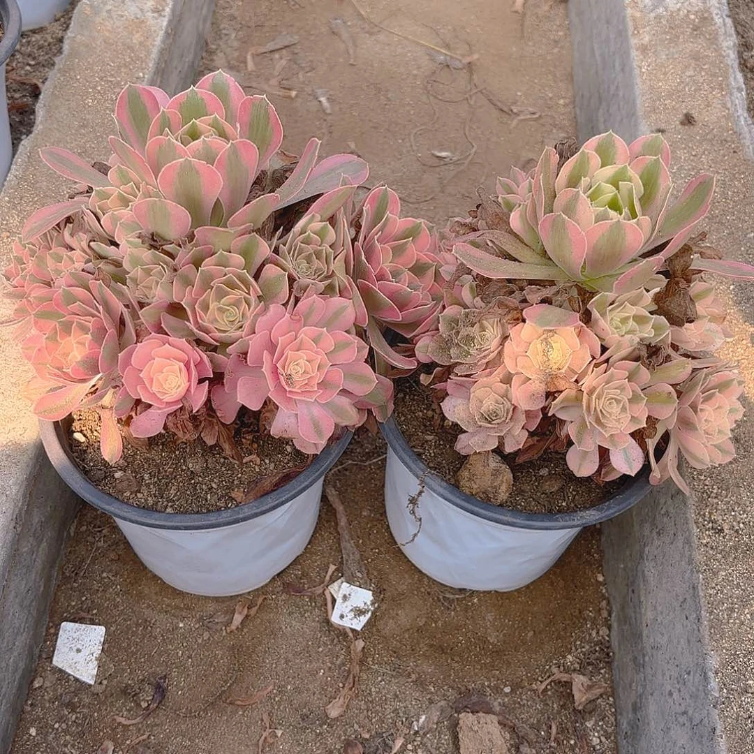 女巫多肉植物两颗不周正