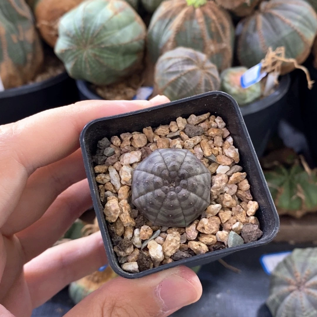 25 欧系实生布纹球多肉植物