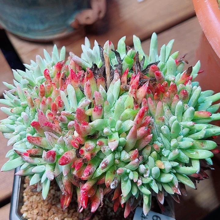 9298海瑟刘丹仙女杯多肉