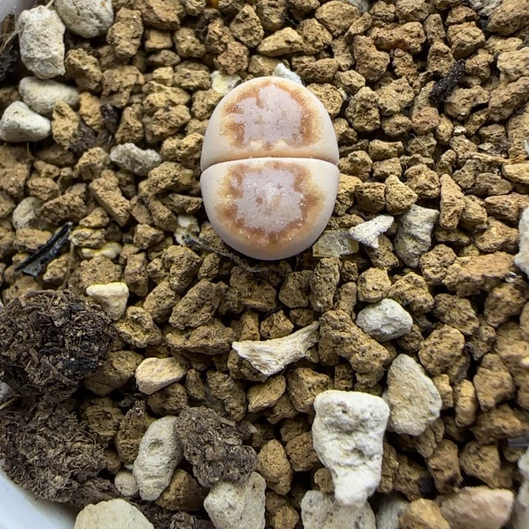 677 生石花大棚直播