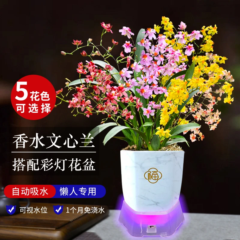 香水文心兰梦香 带花苞带盆 刘阁兰花苗客厅阳台卧室花卉绿植盆栽