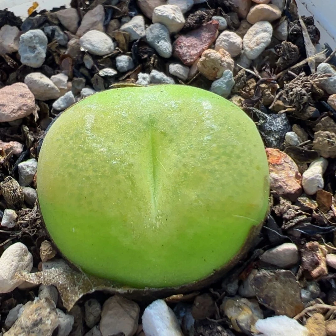 192多肉植物百科知识