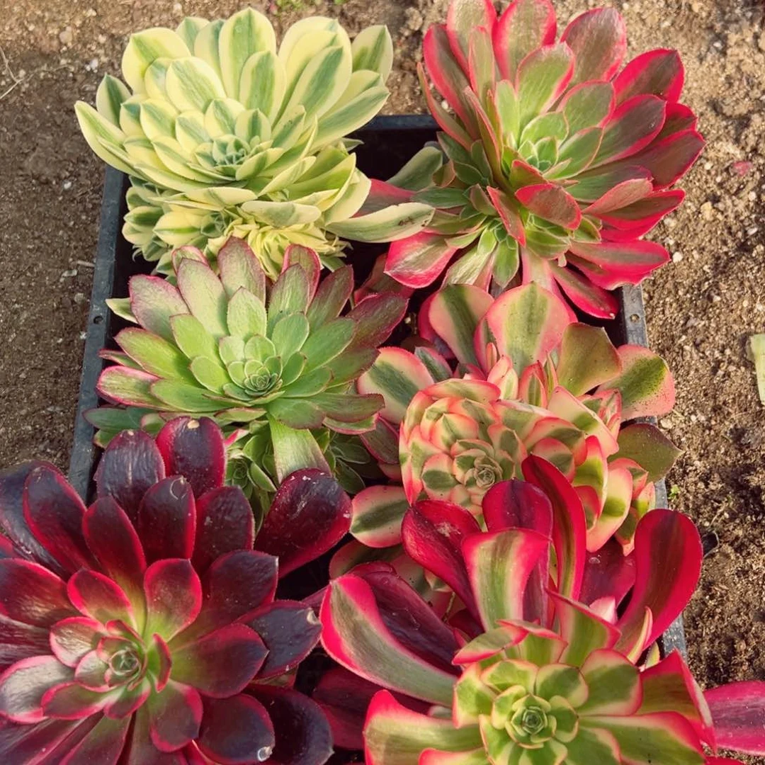 六颗不同品种手捧组多肉植物