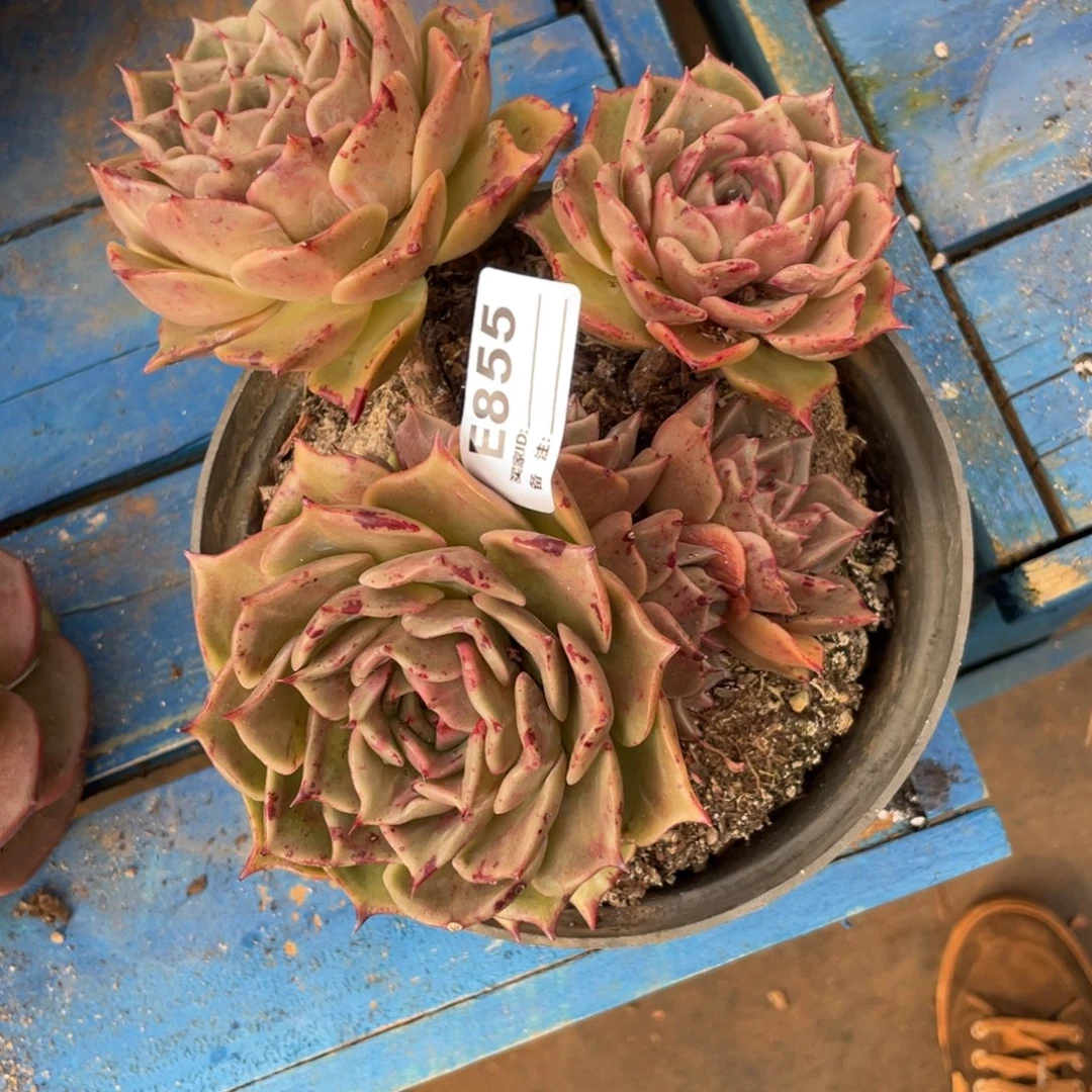 。***。无花朵若如东云组拍E855