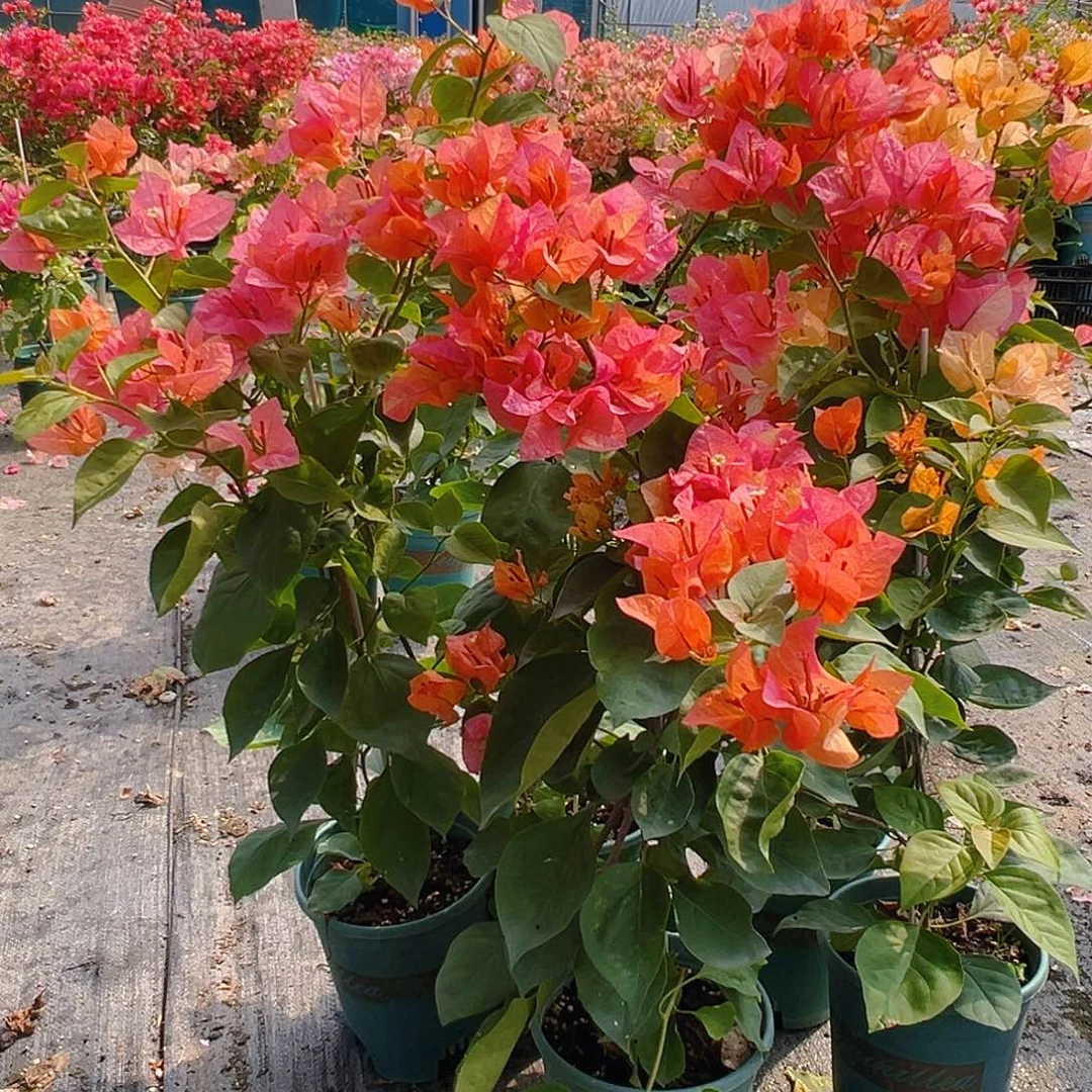 当前无花栽培后可以开花阿达纳带竹一颗