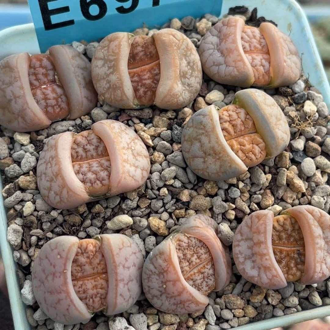 6970岛田拿铁8颗