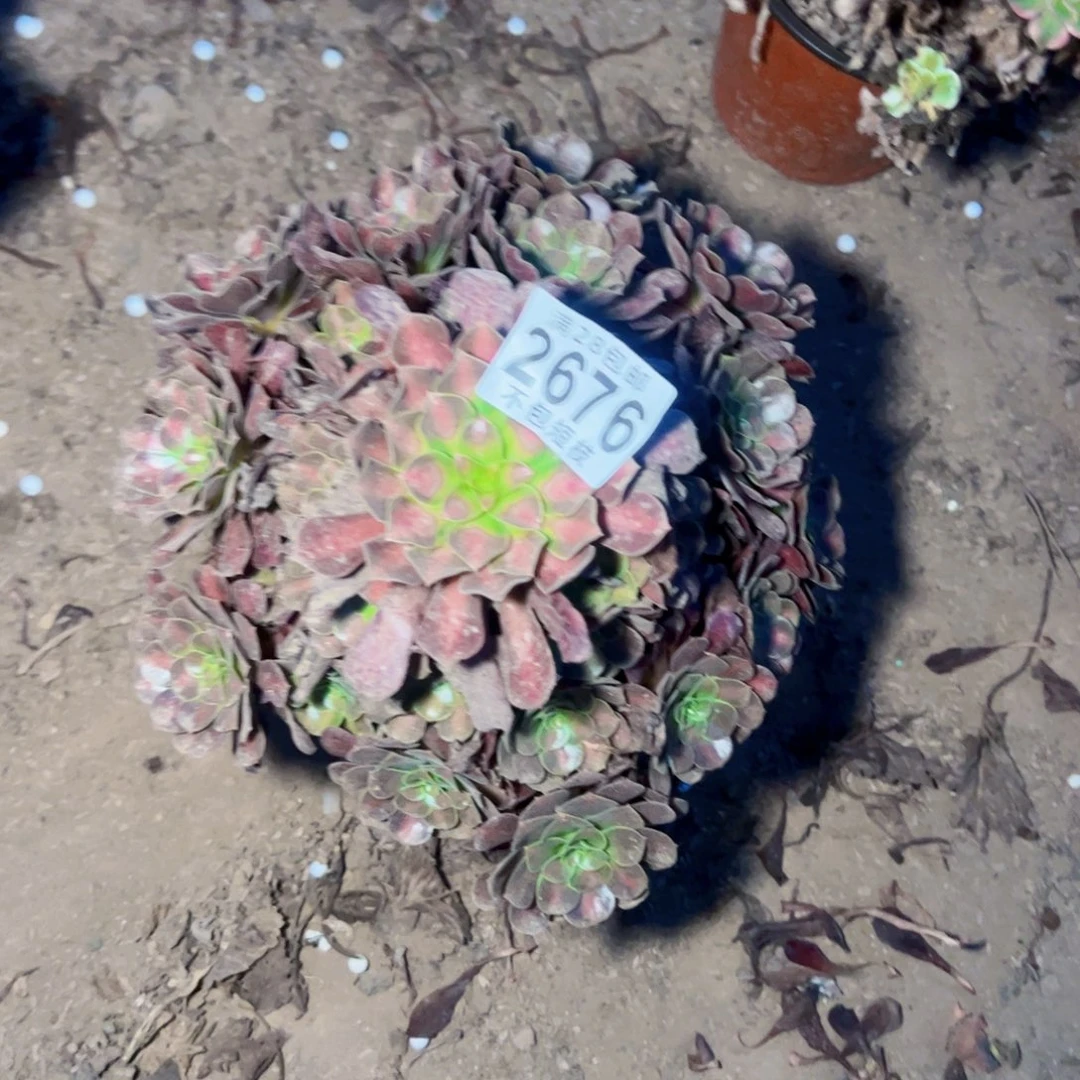 红日多肉植物2676