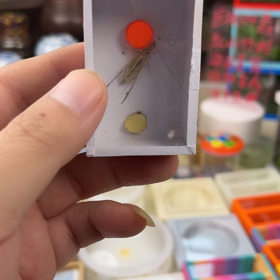 云南红山竹岭精品两个