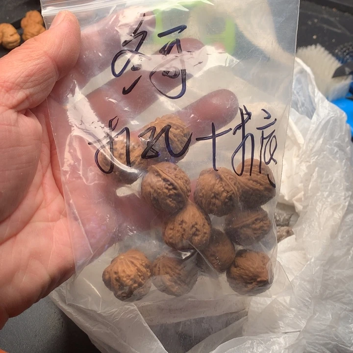 文玩核桃吊坠冬*野生精品小核桃散籽