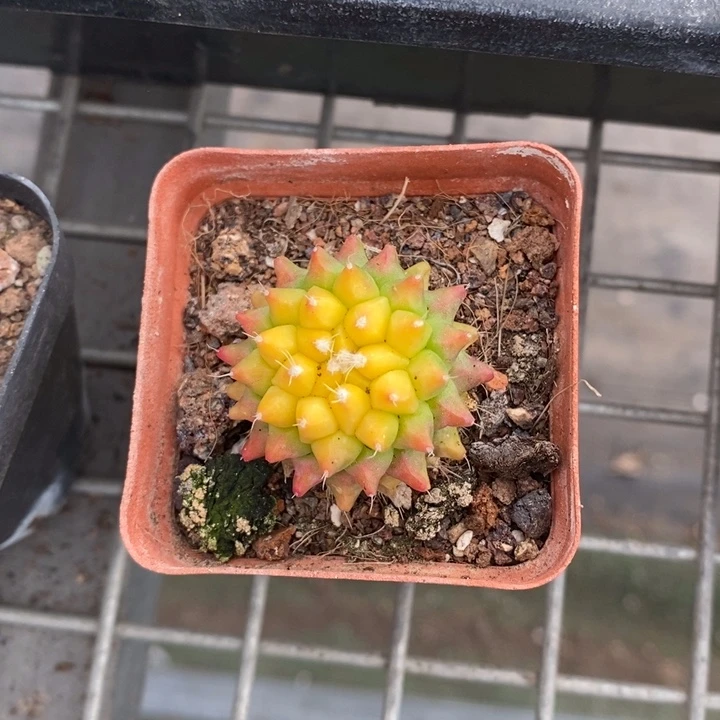 伯克利和格蕾纳等著名音乐