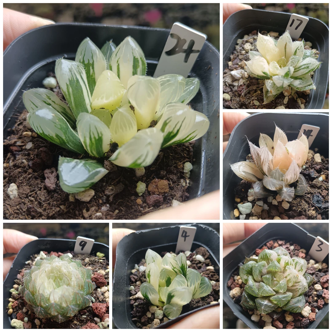 1号A玉露锦寿锦十二卷多肉植物一物一拍带盆带土发货25年11月5号