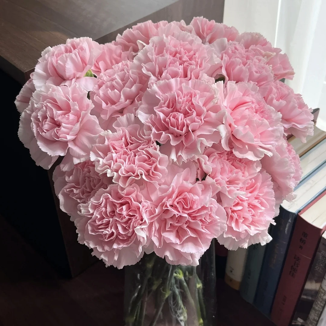 【粉色康乃馨20枝】顺丰冷链包邮 云南鲜花 情人节鲜花