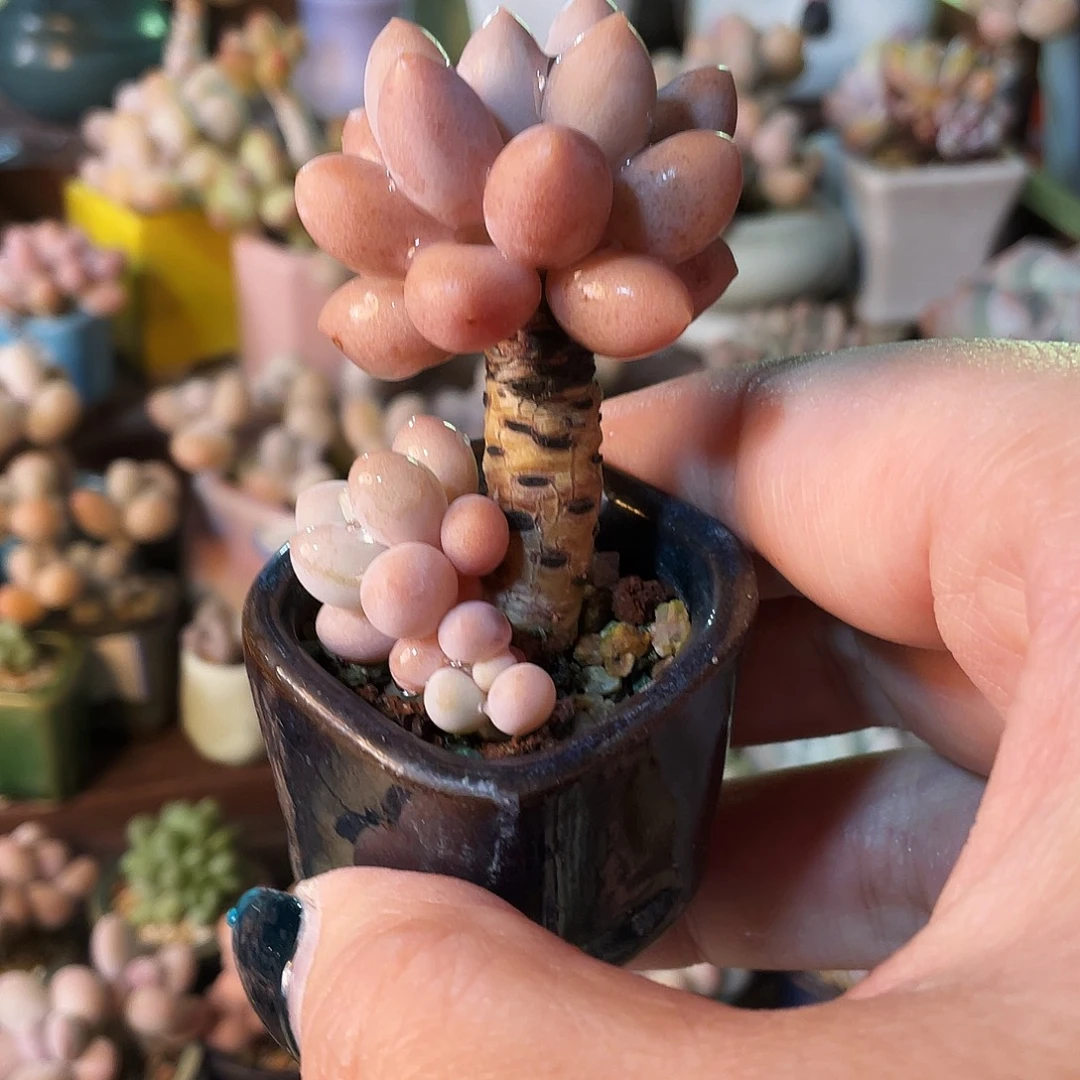 小****多肉植物的生长发育与生长