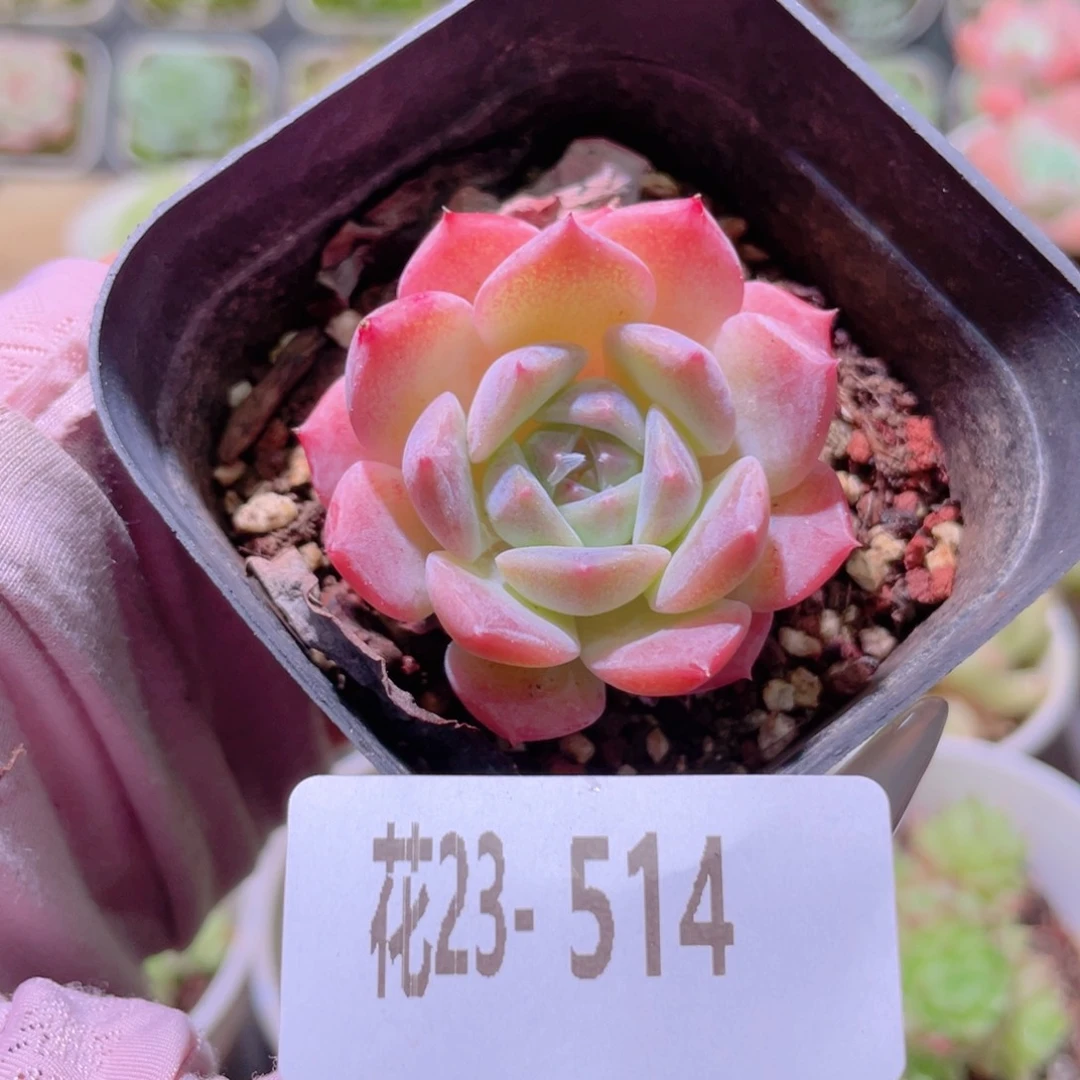 花利美23-514纯爱