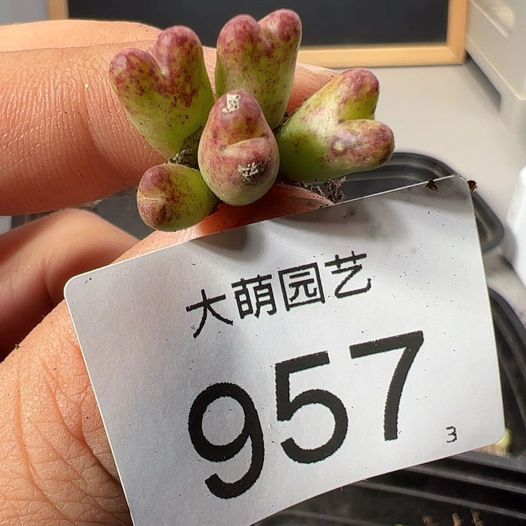 0000957 肉锥一物一拍……