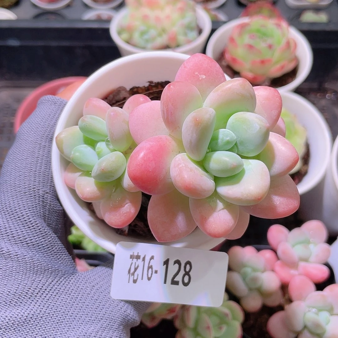 花利美16-128洛神