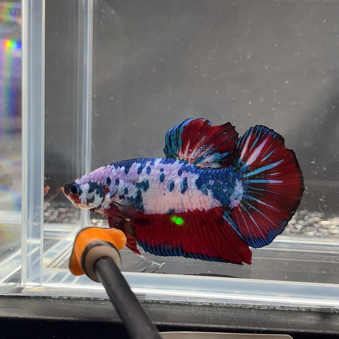 斗鱼12.5 巨斗将军 019