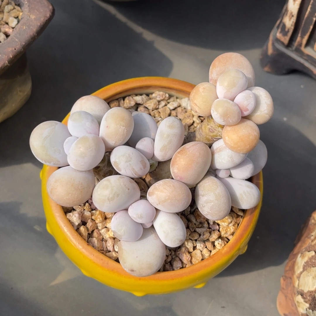 丸叶奶酪多头老桩