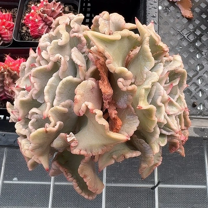 从前慢甄选多肉编号饺子皮