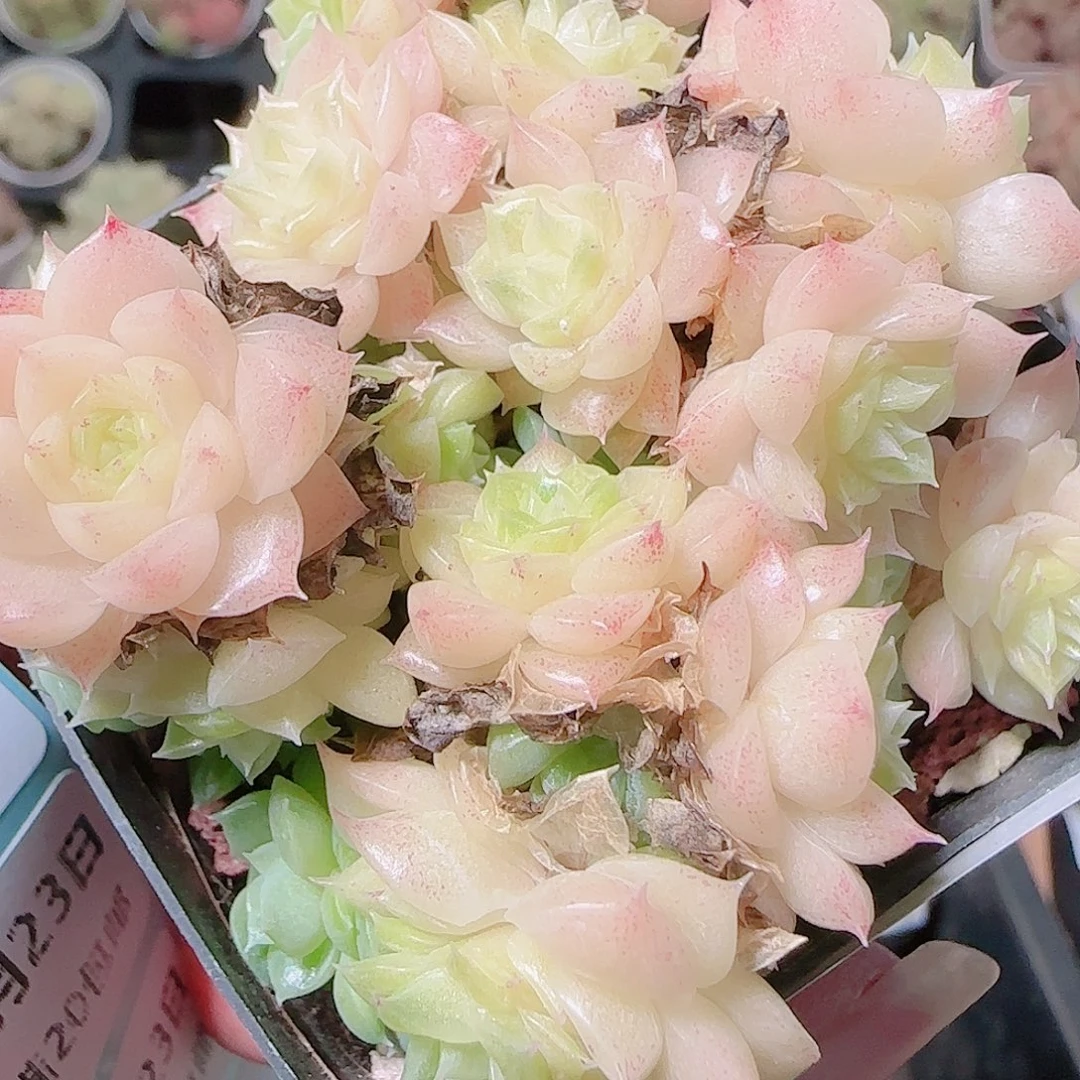 你***力花语逸镜1123-263散