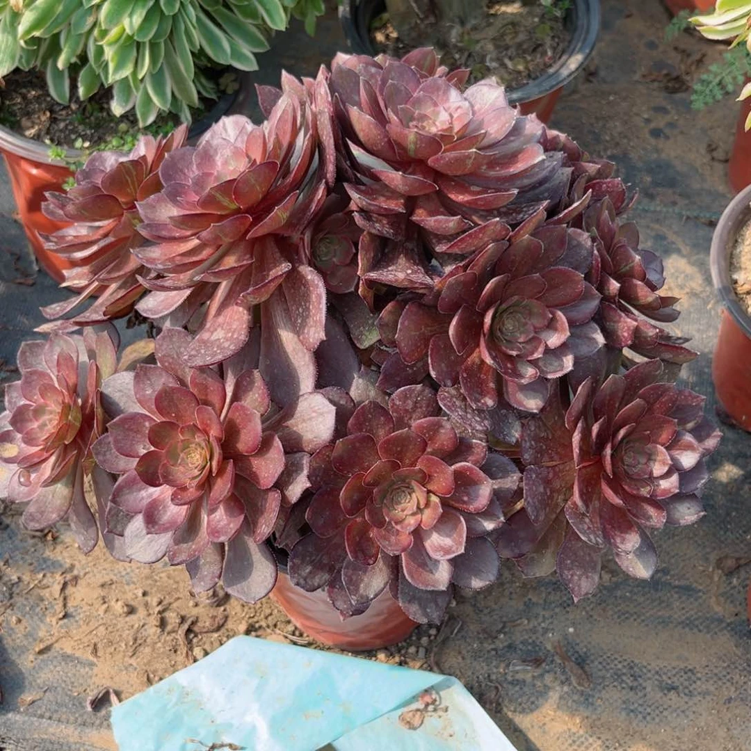 386花无缺多肉法师